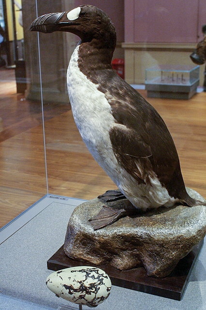 Great Auk (Pinguinis impennis) specimen and replica egg, Kelvingrove, Glasgow.