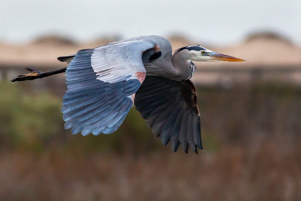 Great Blue Heron flying over the Bolsa Chica Ecological Reserve, near Huntington Beach, California.