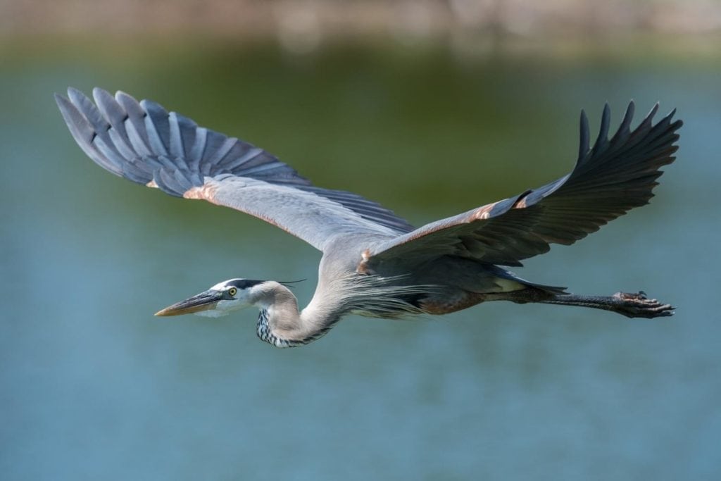 a great blue heron flying over the ocean showing its beautiful blue plumage