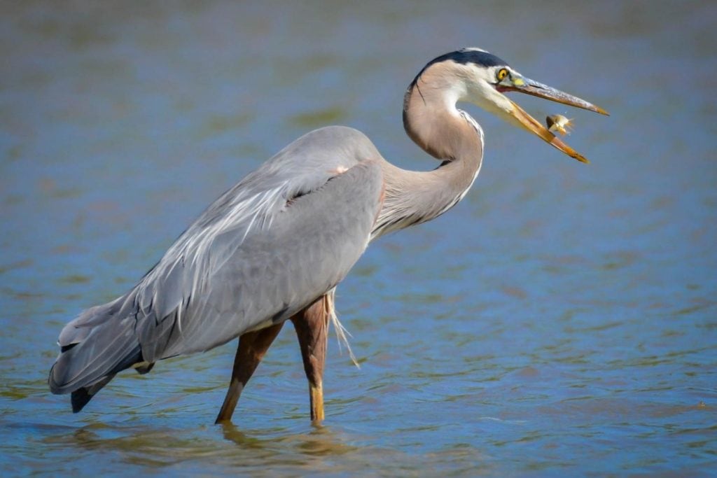 side view of a great blue heron with food in its mouth 