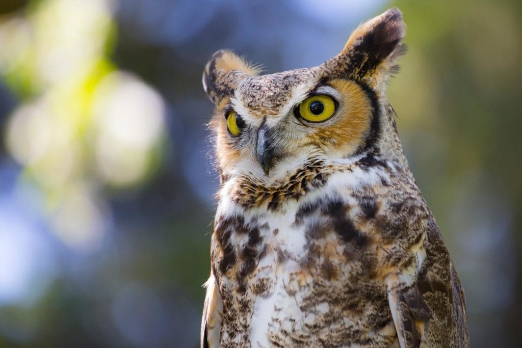 close up headshot of an great horned owl