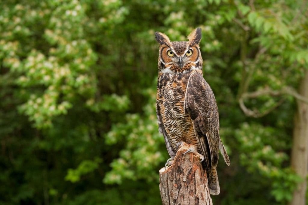 a great horned owl perched on a tree stump on a forest setting