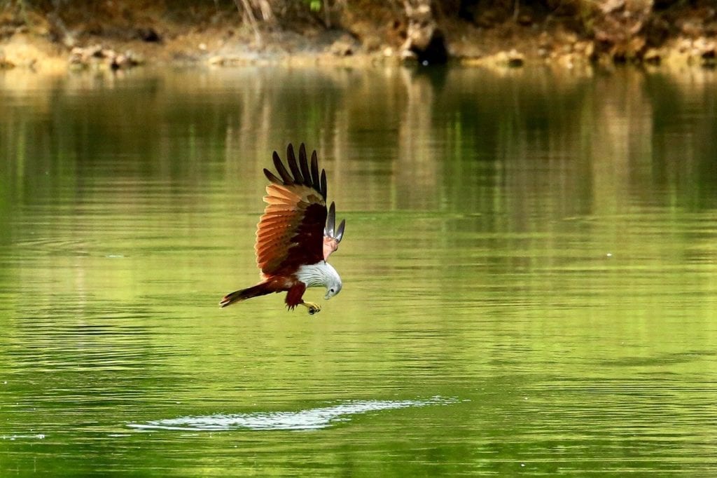 a red hawk flying over a lake