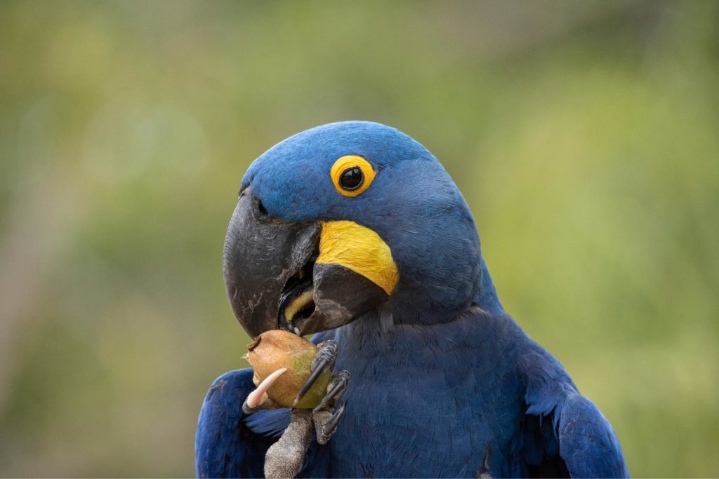 a hyacinth macaw eating a holding and eating a afruit