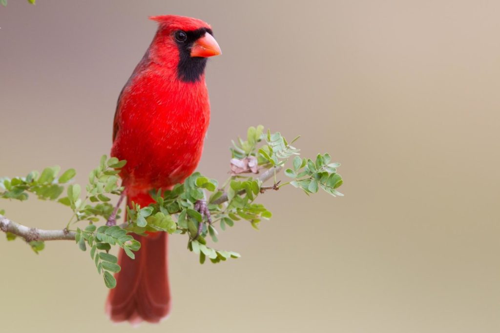 a male northern cardinal perched on a branch with leaves