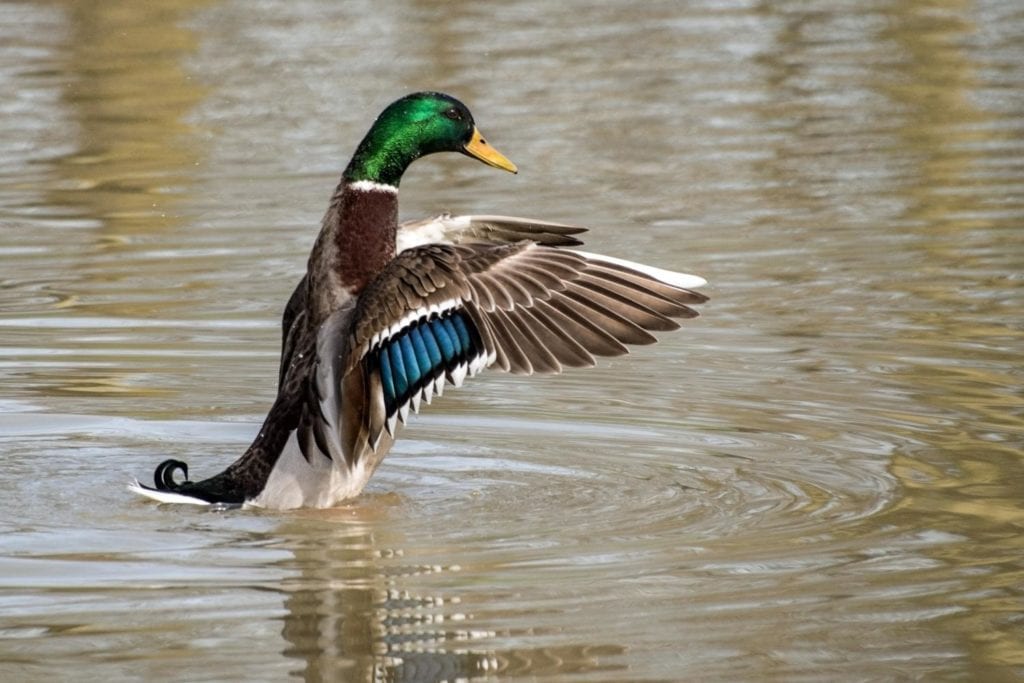 a mallard duck on a lake with opened wings 