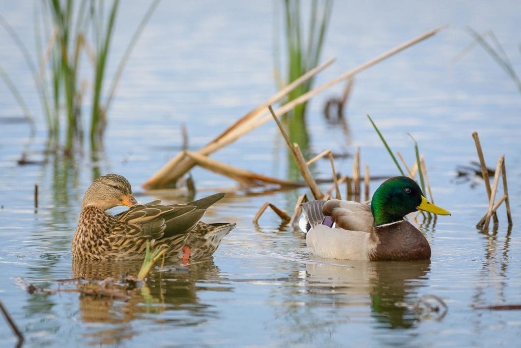pair of breeding mallard ducks on a swamp