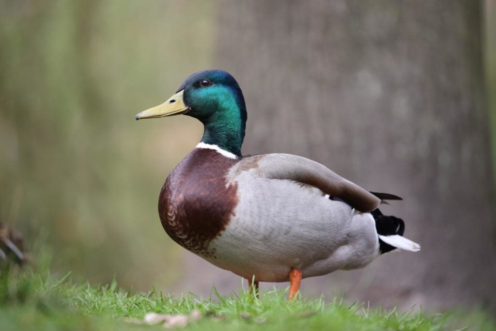a male mallard duck standing on grass