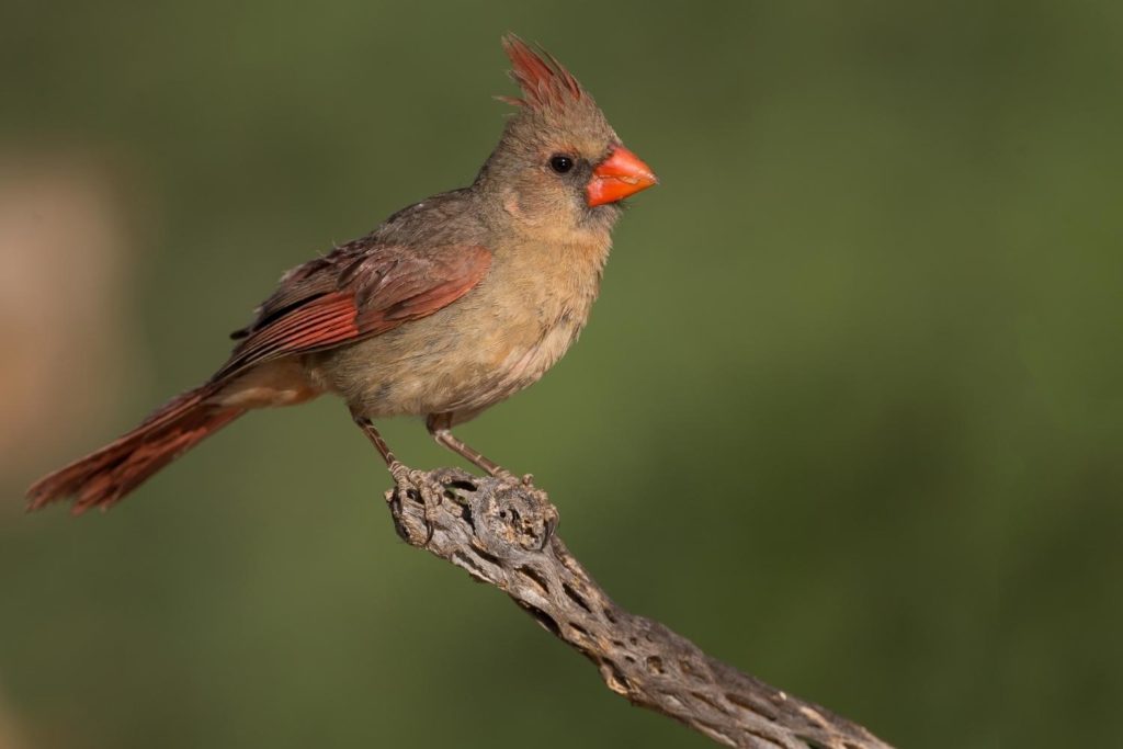 a female northern cardinal perched on a tree branch