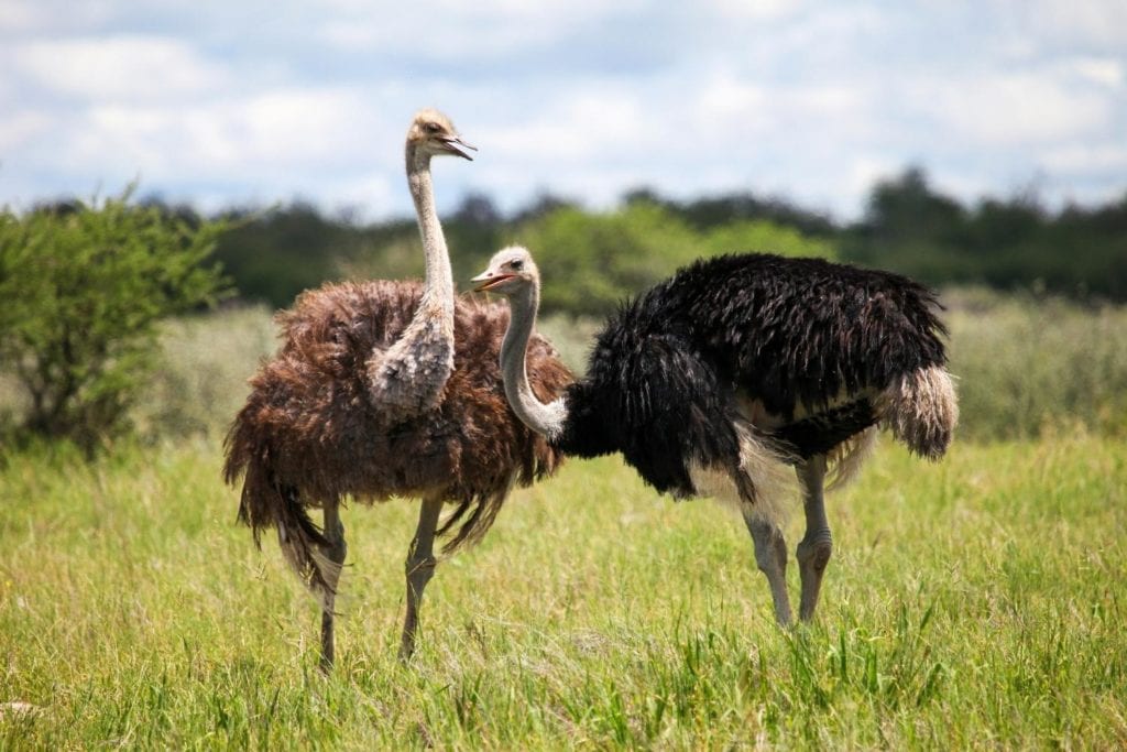 a pair of male and female ostriches on a grassland in Africa