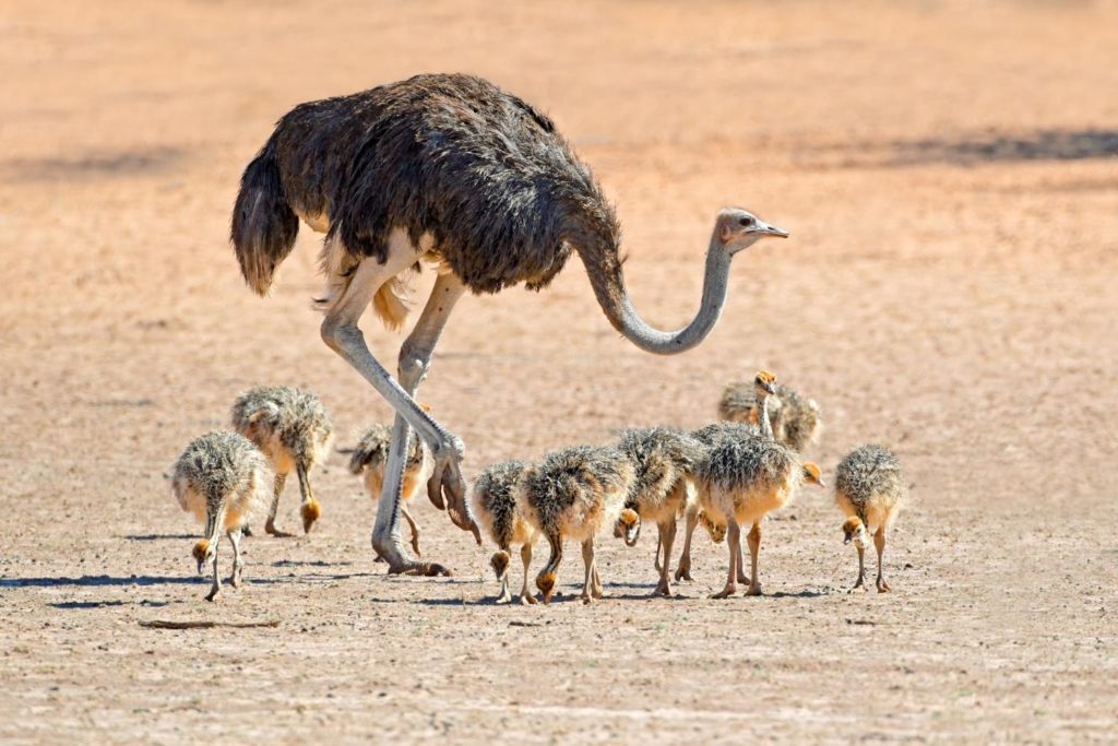 a female ostrich with her chicks on an African savannah