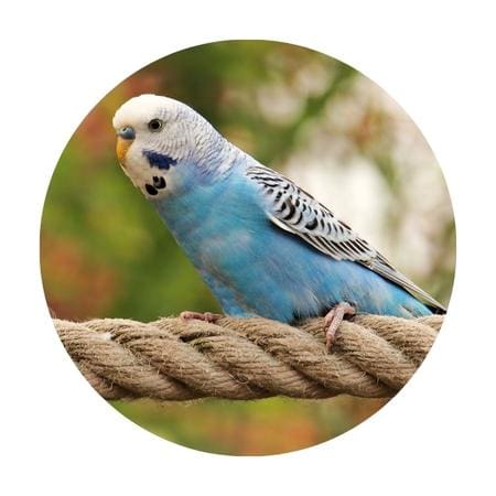 a blue parakeet perched on a rope