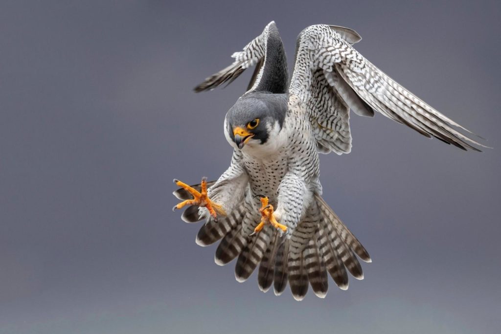 a peregrine falcon ready to grab its prey