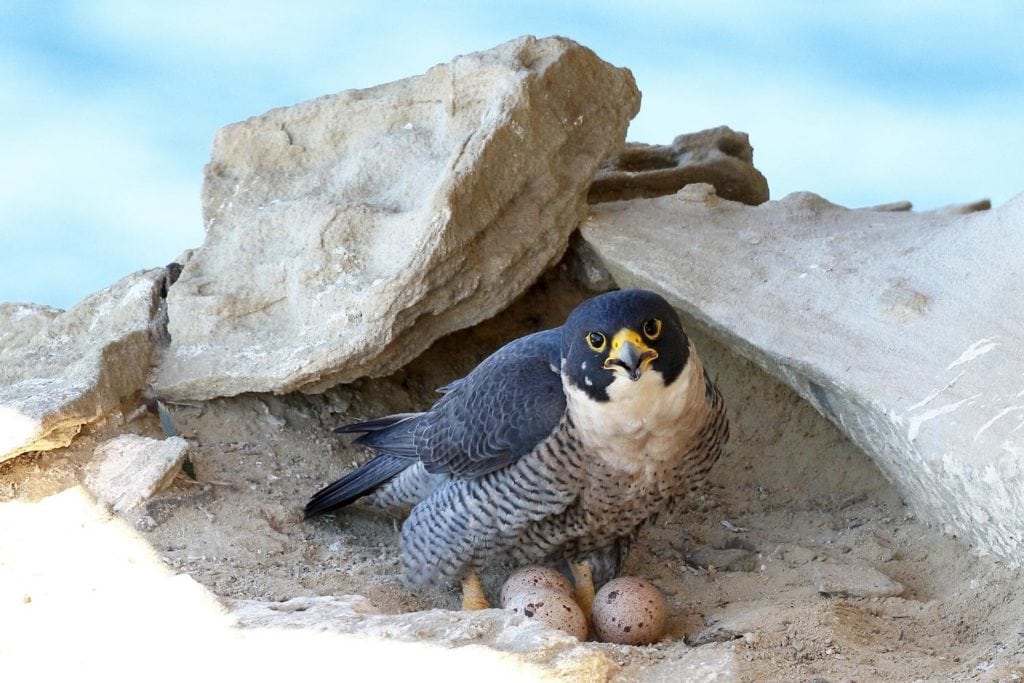 a peregrine falcon with her eggs 