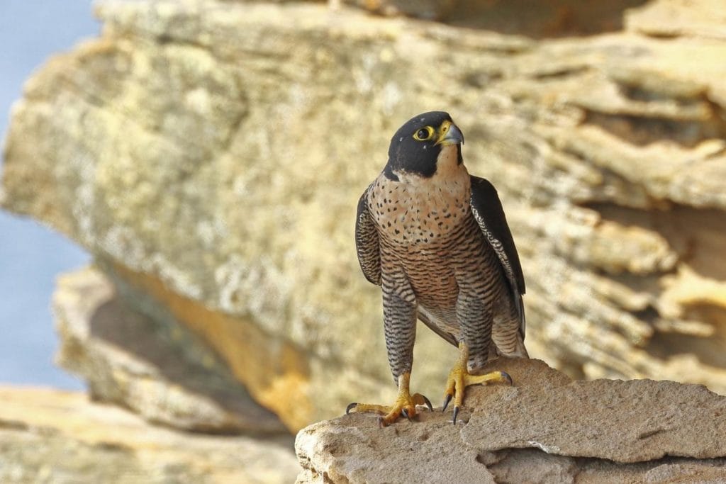 a peregrine falcon on boulders in Australia