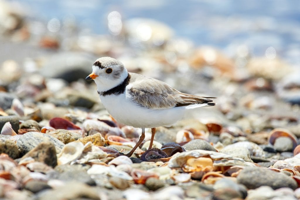 a piping plover standing on seashells on the beach