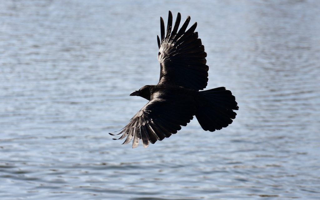 image of a raven flying over the lake with  wings spread wide