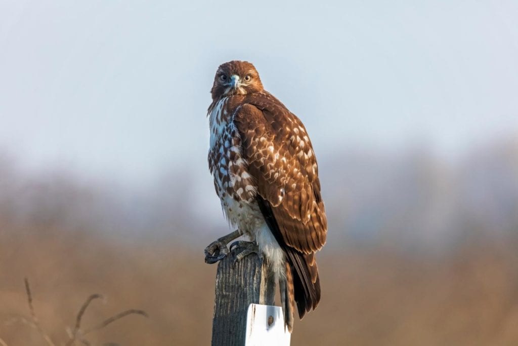 a red-tailed hawk perched on a wooden post in a meadow 