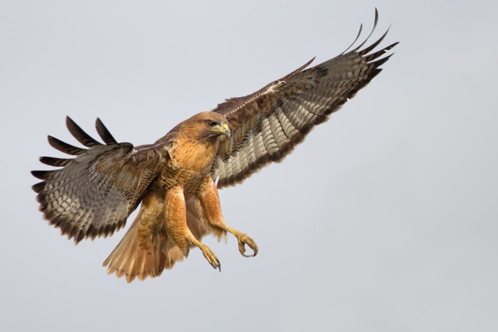 a red-tailed hawk preparing to catch a prey
