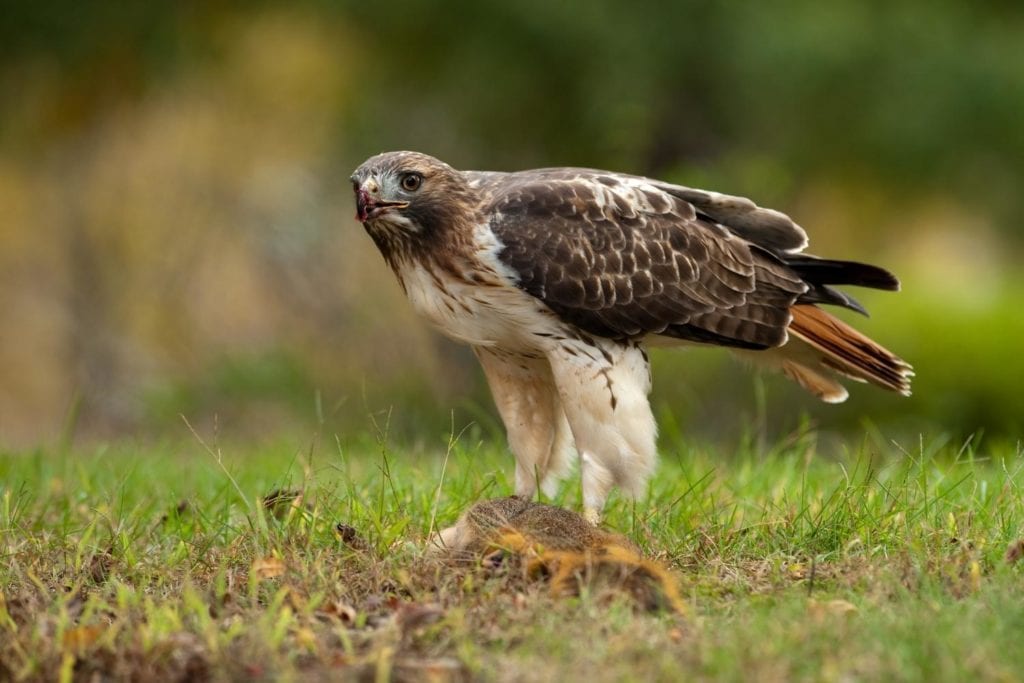 a red-tailed hawk with its prey squirrel on the ground