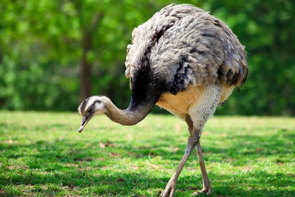 a common rhea walking on the grass