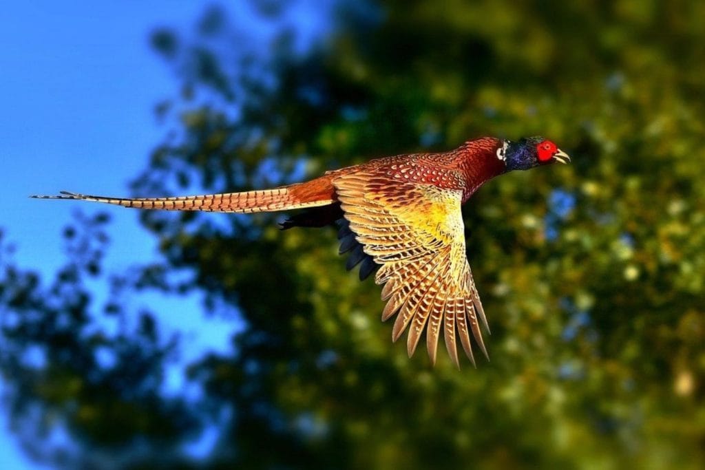 image of a ringed-necked pheasant during flight 