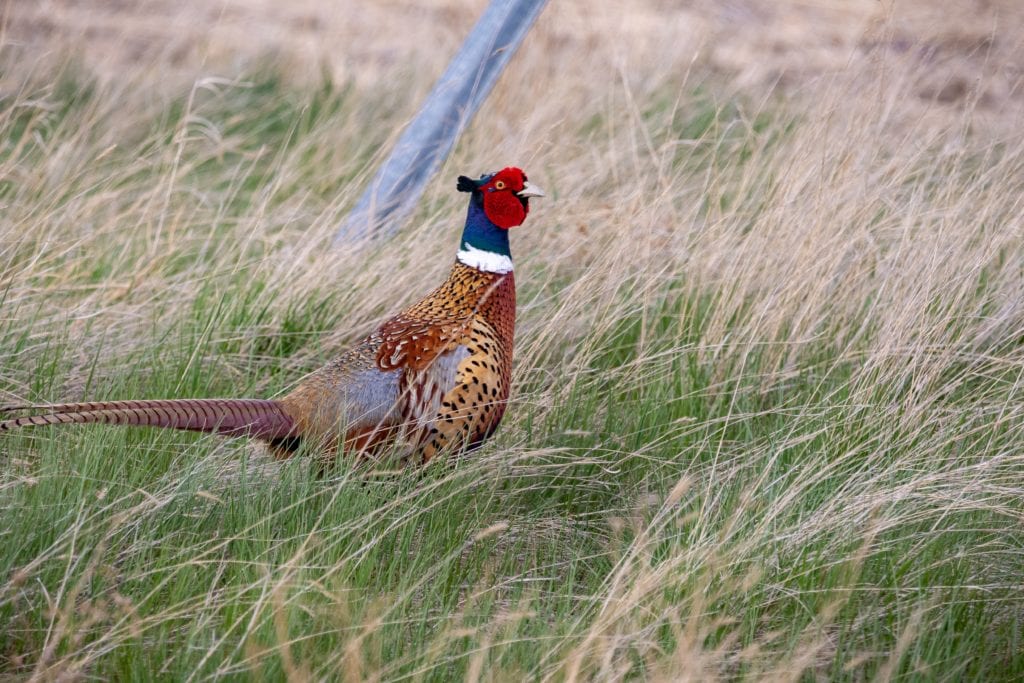a ring-necked pheasant walking through  grass