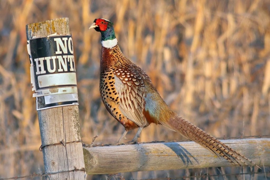 a ring-necked pheasant perched on a wooden fence with sign no hunting