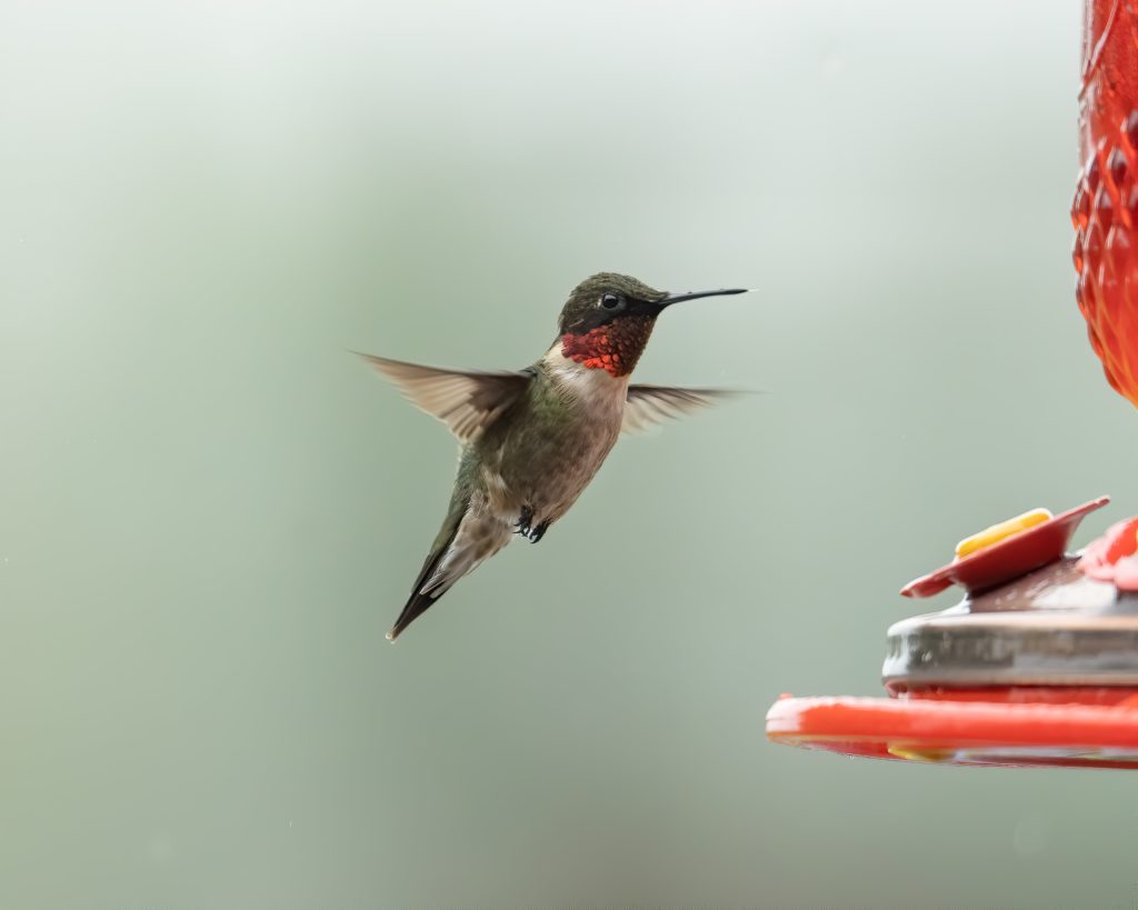 a ruby-throated hummingbird hovering on a bird feeder