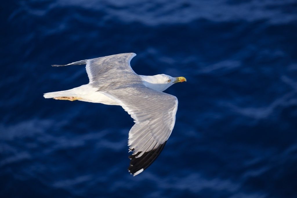 a seagull flying over the blue ocean waters