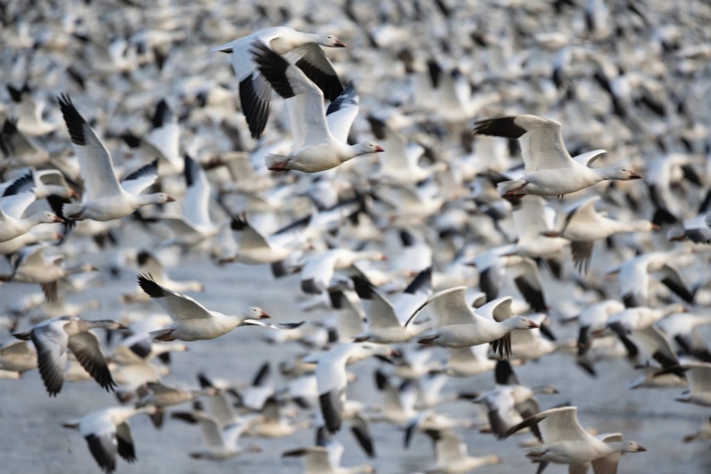 a flock of snow geese flying north during spring migration