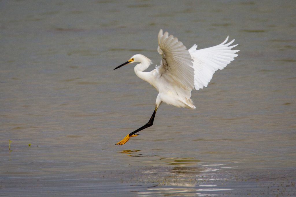A snowy egret comes in for a landing at Sunset Lake.