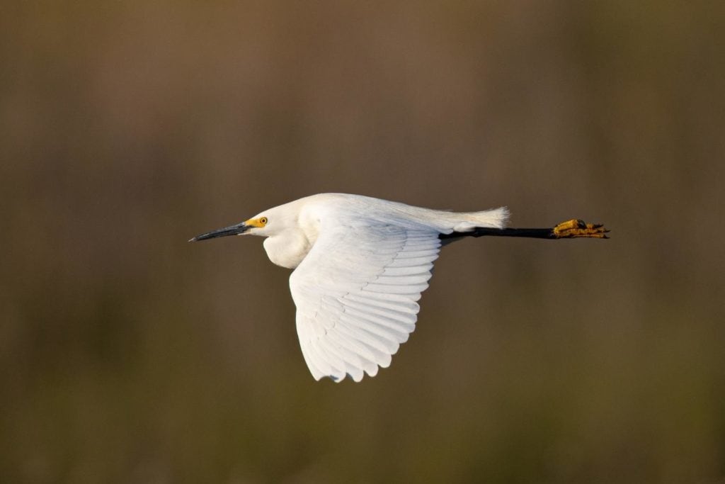a snowy egret duting flight