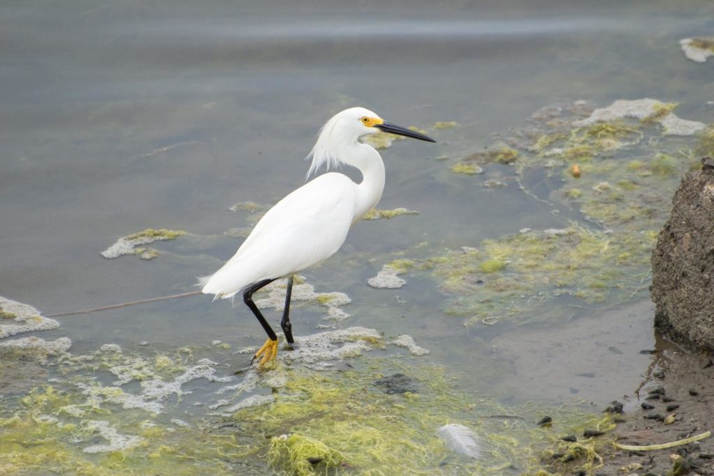 a snowy egret standing on the shore looking for food