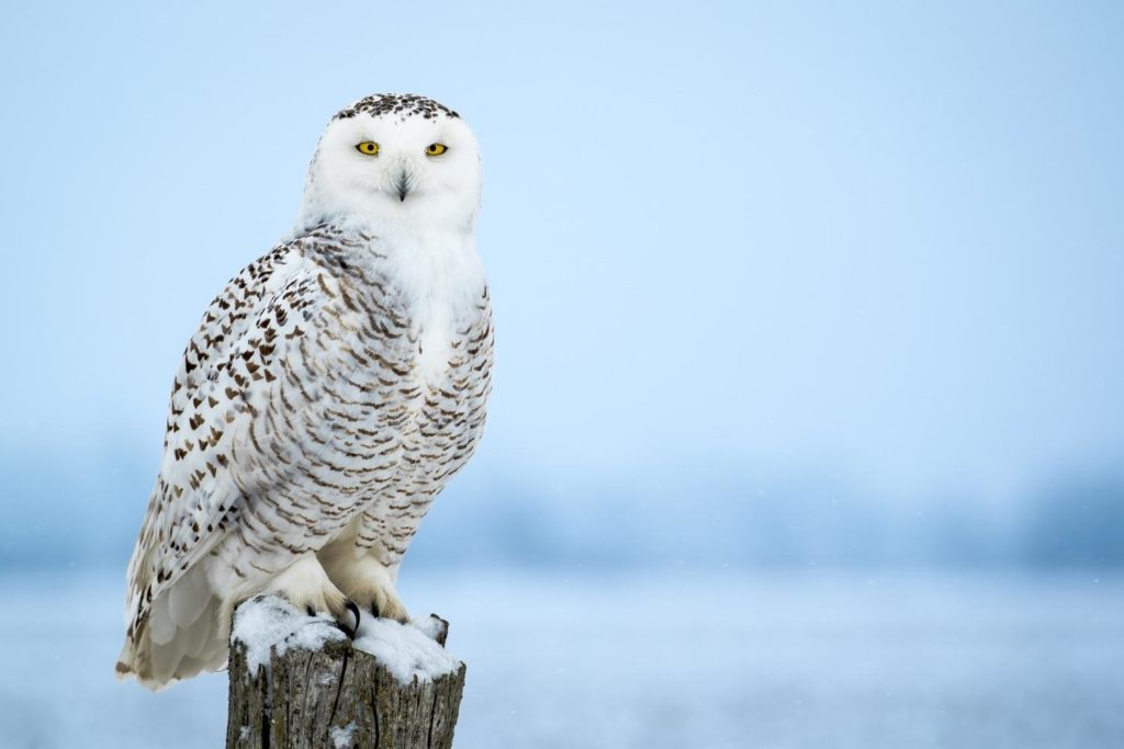 a snowy owl standing on a snow-covered wooden stump on a tundra