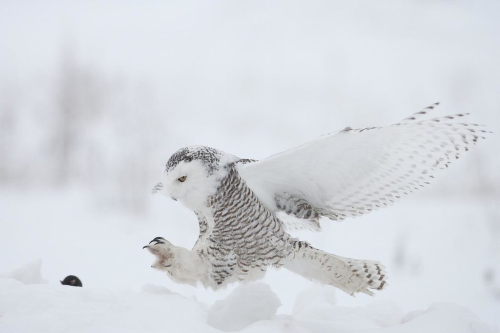 a snowy owl preparing to land on snow