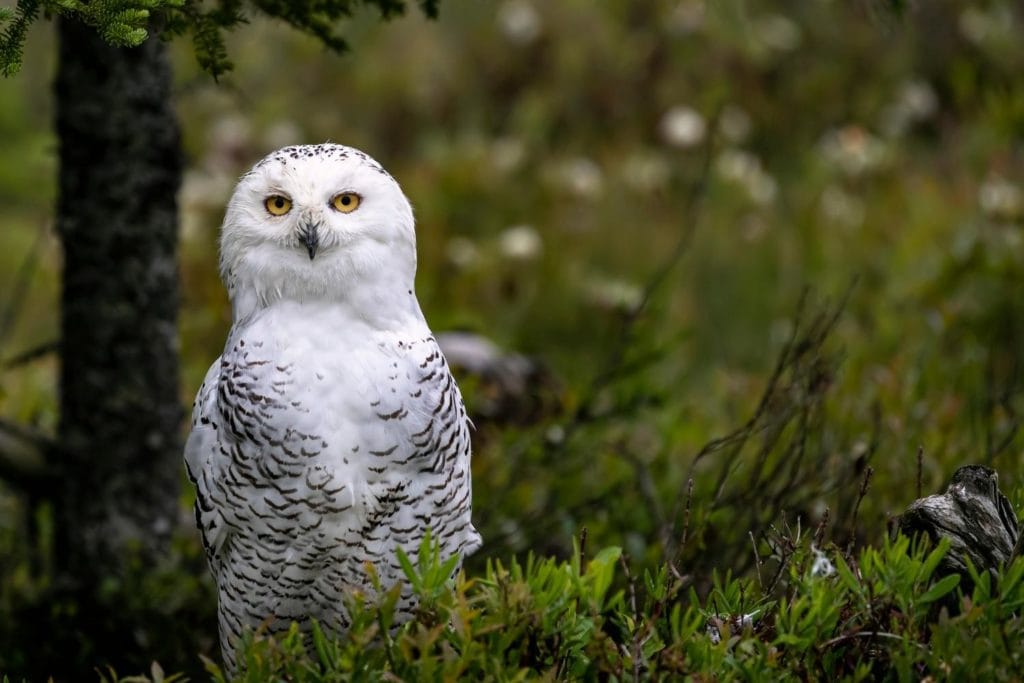 a snowy owl siting on a pine tree branch 