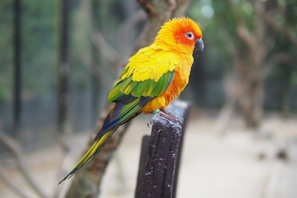 a sun conure perched on a wooden post showing its colorful plumage