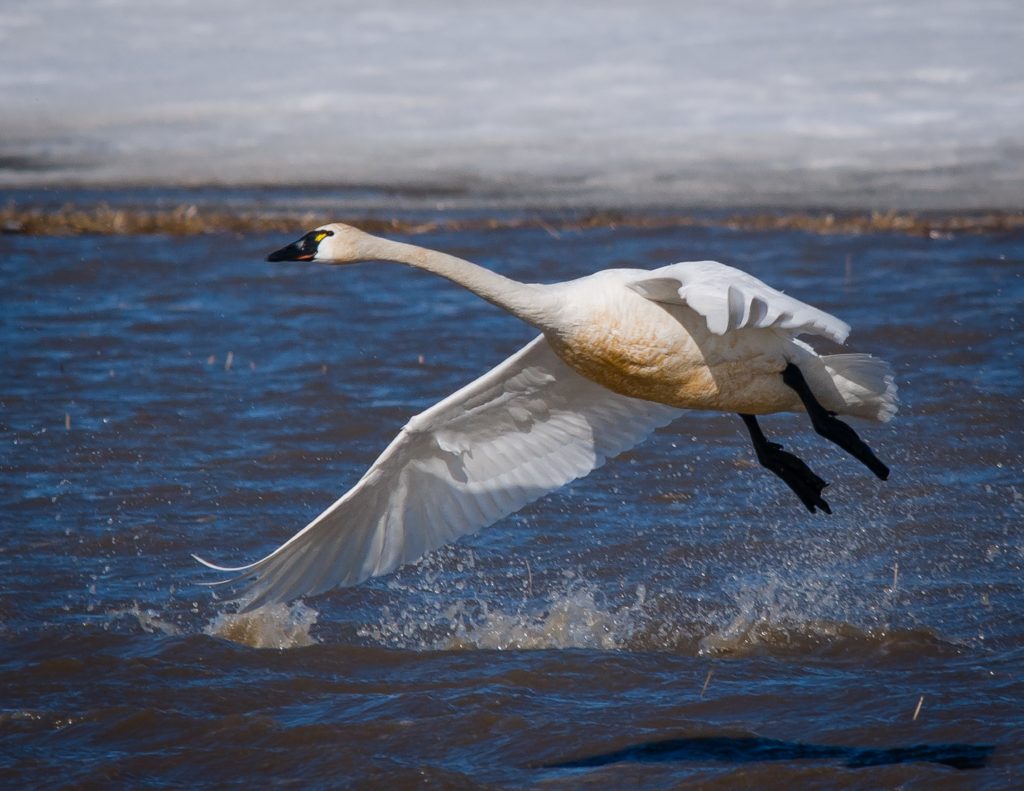 a tundra swan  in a lake preparing to fly