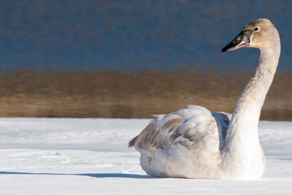 a tundra swan sitting on snow covered ground
