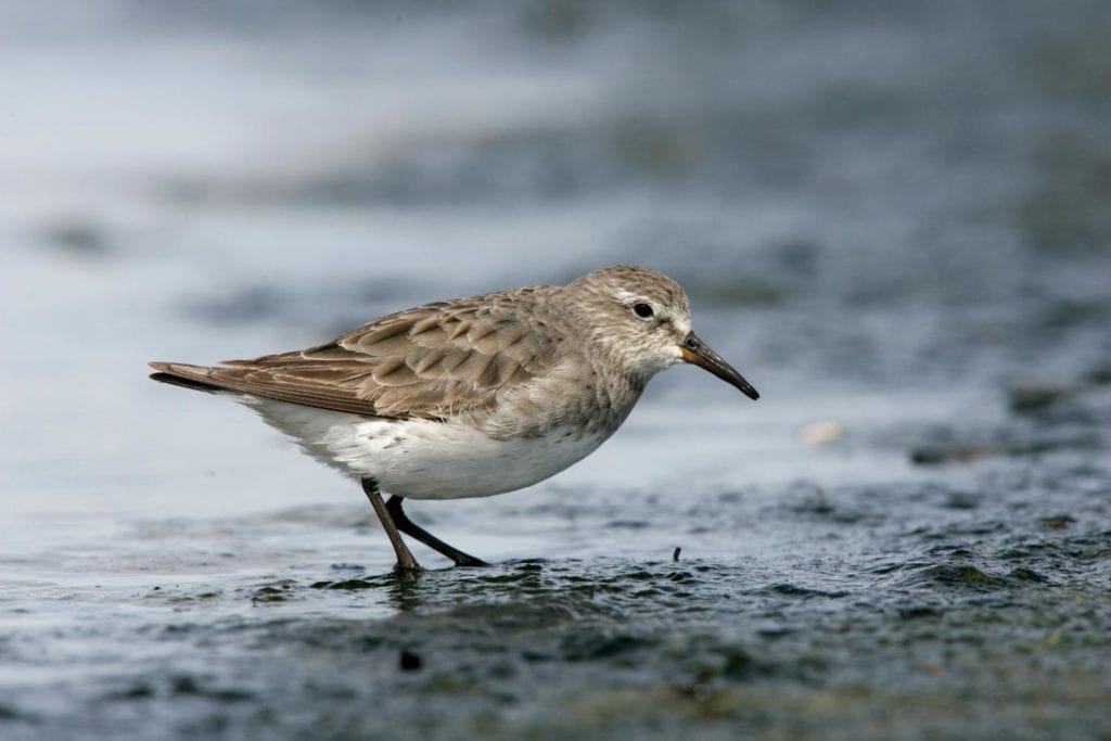 close up of a a white-rumped sandpiper looking for food in the shore