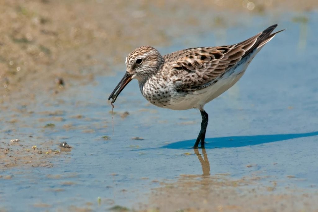 white-rumped sandpiper looking for food in the sand