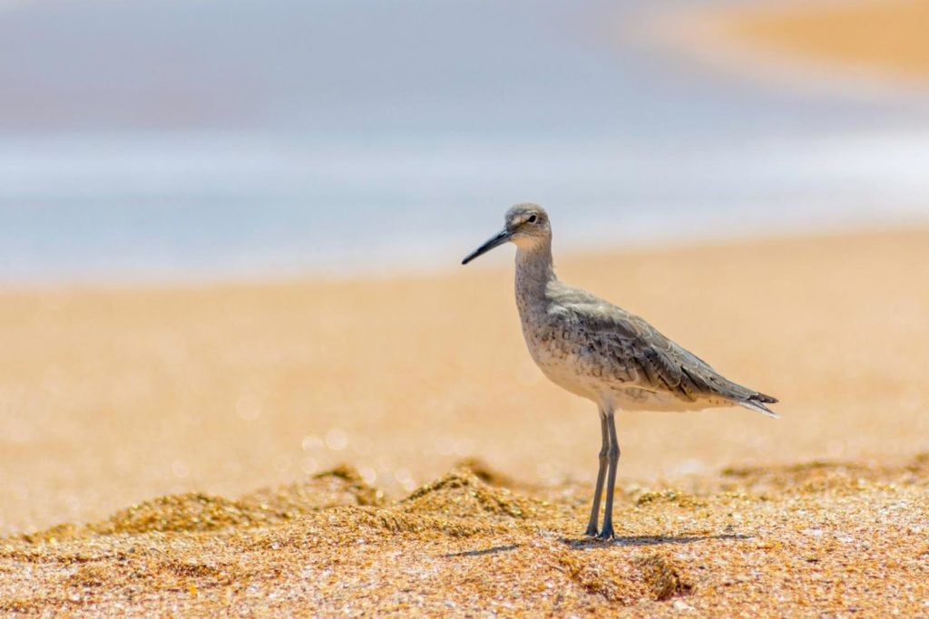 white-rumped sandpiper standing on the beach on a hut sunny day