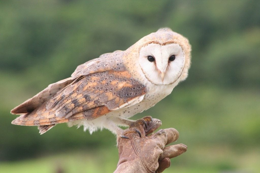 a barn owl perched on a wood in a forest setting
