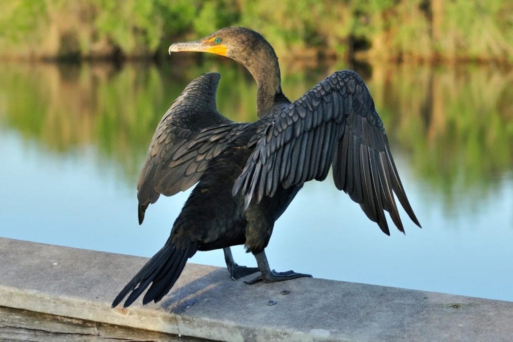 image of a Double-crested Cormorant perched by the lake drying its wings 