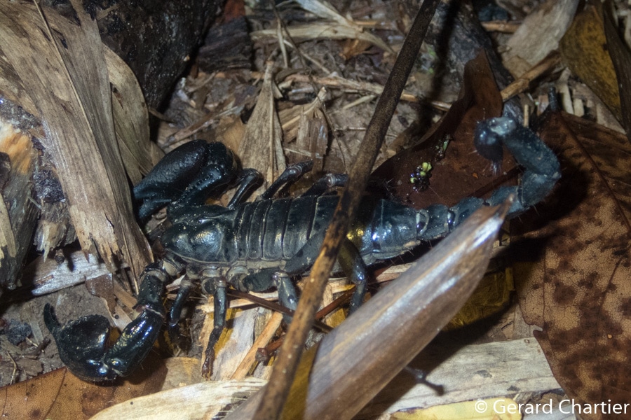 a giant forest scorpion pictured on top of dried leaves