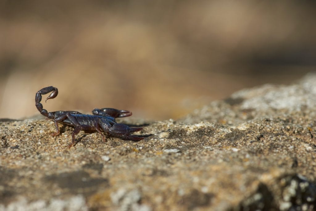 a black scorpion on top of a rock in a desert setting
