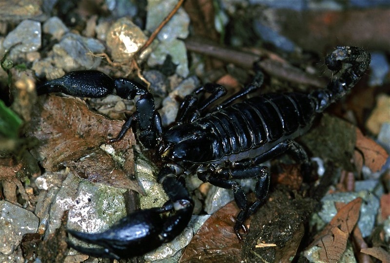 the Asian forest scorpion, also known as black scorpion,  on top of rocks in Khao Yai NP, Thailand