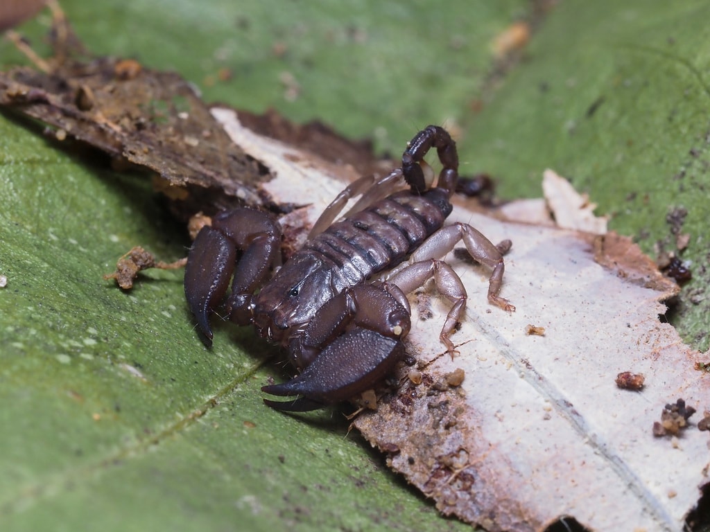 a dwarf wood scorpion on top of a wood bark and leaves