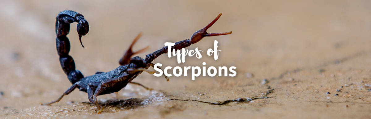 types of scorpions featured image
